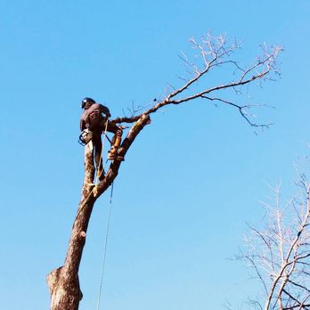 Everything Tree - Tree Services Near Me - Wilmington, North Carolina Everything Tree - Tree Services Near Me - Wilmington, North Carolina