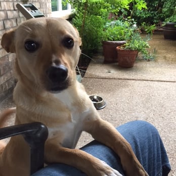 Operation Kindness - enjoying his patio - Animal Shelters Near Me - Carrollton, Texas Operation Kindness - enjoying his patio - Animal Shelters Near Me - Carrollton, Texas