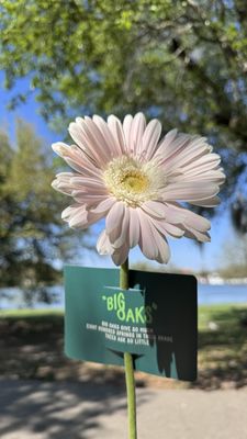 City Park Topiary by null