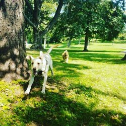 Once Upon A Dog Tail - Does your dog need extra exercise?