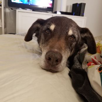 East Valley Veterinary Clinic - My sweet Sox. - Veterinarians Near Me - Sun Valley, California