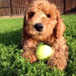 Calvin (12 Weeks)