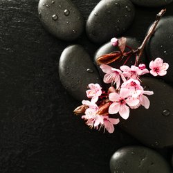 Elegant Nail & Spa