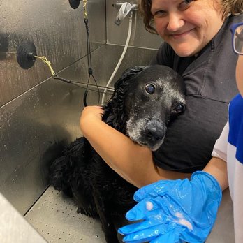 Messy Mutt Makeovers - Pet Groomers Near Me Messy Mutt Makeovers - Pet Groomers Near Me