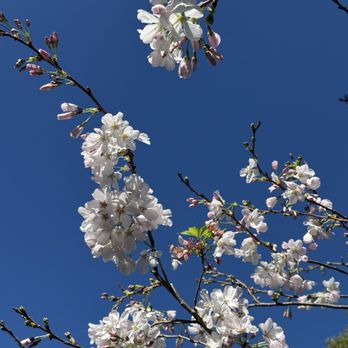 Presidio Heights - Spring blooms - Local Flavor Near Me Presidio Heights - Spring blooms - Local Flavor Near Me