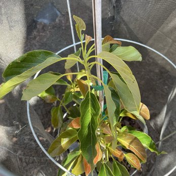 Eli's Farms - Healthy and Pretty Gem avocado tree on Clonal rootstock from Subtropica Nurseries - CSA Near Me - Fallbrook, California Eli's Farms - Healthy and Pretty Gem avocado tree on Clonal rootstock from Subtropica Nurseries - CSA Near Me - Fallbrook, California