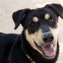 Photo of Butte Humane Society