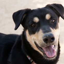 Butte Humane Society