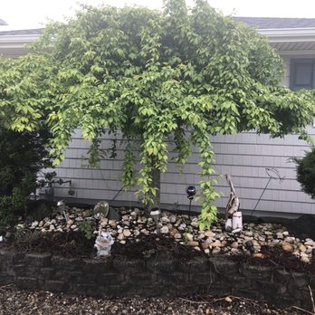 Affordable Landscaping - a small tree in a rock garden - Lawn Services Near Me Affordable Landscaping - a small tree in a rock garden - Lawn Services Near Me