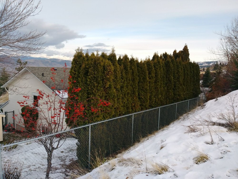 THOMPSON CHAINLINK Updated August 2024 28 Photos 815 Mayne Road