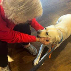 The Good Dog Foundation - A woman pets Good Dog Cleo
