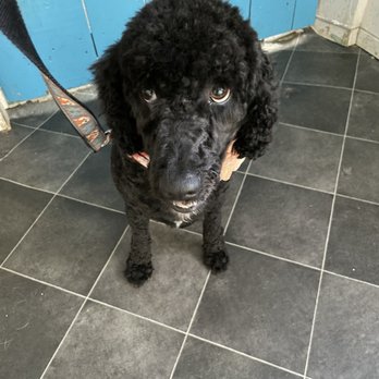 Ruff House Pet Salon - Svelt with a poof - Pet Groomers Near Me - Twain Harte, California