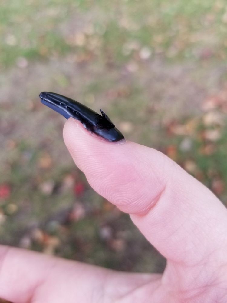 PEDISPA NAILS SALON 61 Photos & 30 Reviews 547 Killingly St