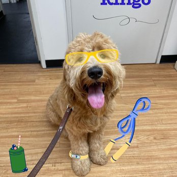 K-9 University - Pet Training Near Me - Garland, Texas K-9 University - Pet Training Near Me - Garland, Texas