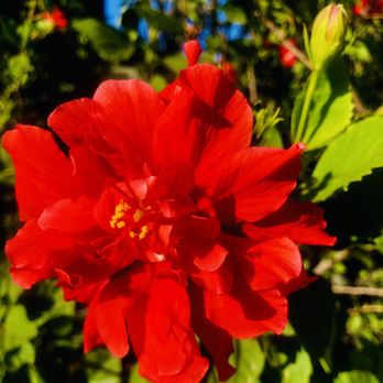 Artifact At Mingei - Double Hibiscus near the restaurant's patio! - New American Near Me - San Diego, California Artifact At Mingei - Double Hibiscus near the restaurant's patio! - New American Near Me - San Diego, California