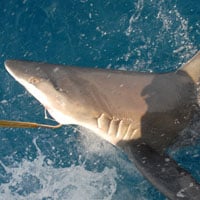 Sailfish Tournaments Logo