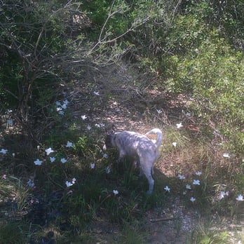 Bull Creek Greenbelt - Chasing lizards along the trail - Parks Near Me - Austin, Texas