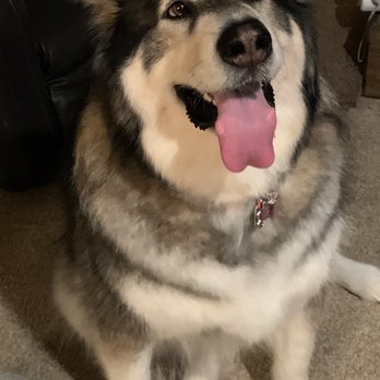 PetSmart Dog Training - Happy Customer - Pet Stores Near Me - Moore, Oklahoma