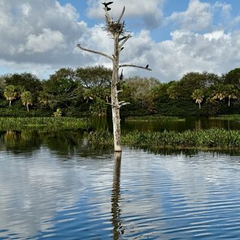 Green Cay Wetlands - Bird nest and young birds ... - Parks Near Me - Boynton Beach, Florida Green Cay Wetlands - Bird nest and young birds ... - Parks Near Me - Boynton Beach, Florida