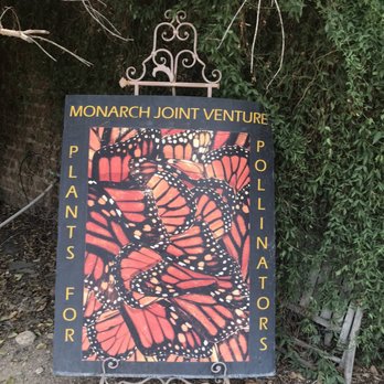 Arizona Growers - Az growers love the mariposa always wanted to go to Morelos for fiesta on dia de Los muertos the mariposas return - Nurseries & Gardening Near Me - Tucson, Arizona