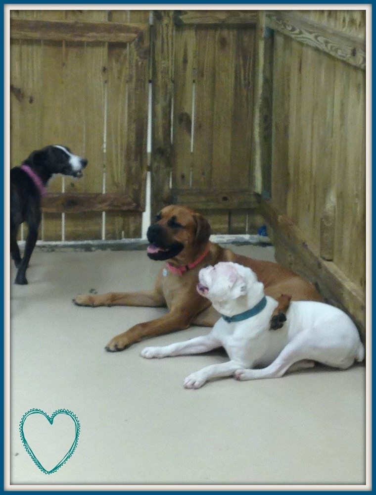 ANIMAL HOUSE Updated July 2024 41 Photos & 24 Reviews 2917