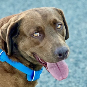 Lakeside Pet Hospital - Veterinarians Near Me - Santa Rosa, California Lakeside Pet Hospital - Veterinarians Near Me - Santa Rosa, California