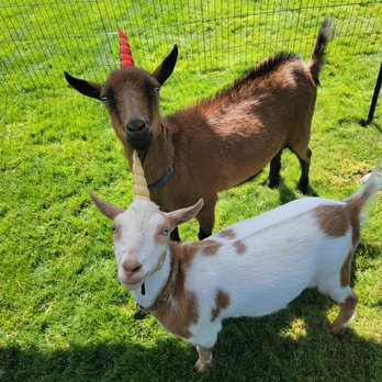 Goat It Solutions - Party Characters Near Me Goat It Solutions - Party Characters Near Me