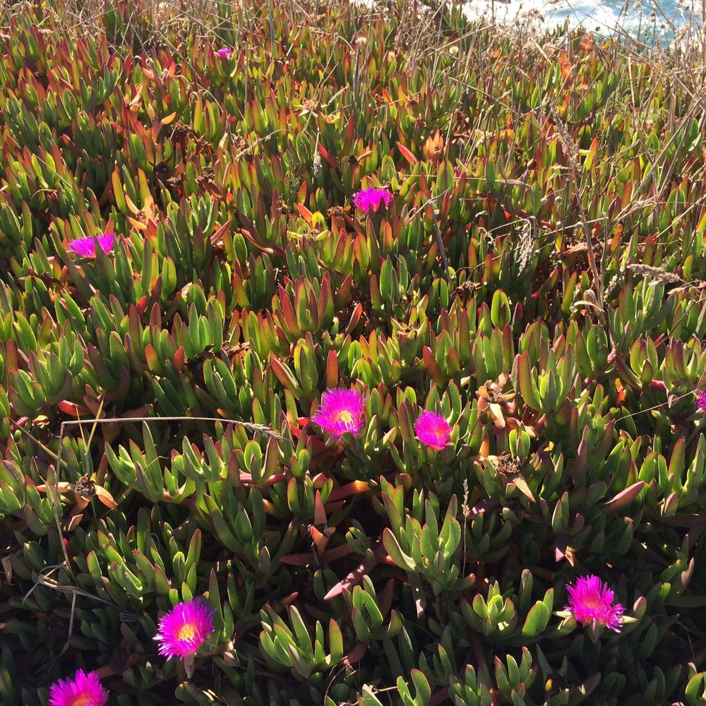 Noyo Headlands Park - Hiking Near Me - Fort Bragg, California Noyo Headlands Park - Hiking Near Me - Fort Bragg, California
