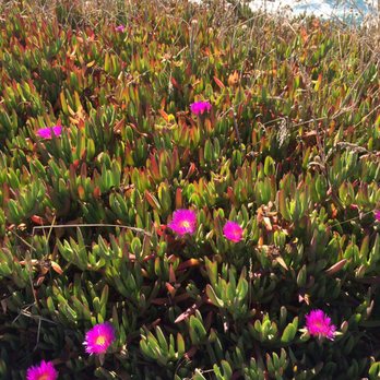 Noyo Headlands Park - Hiking Near Me - Fort Bragg, California Noyo Headlands Park - Hiking Near Me - Fort Bragg, California