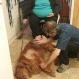 Preparing Lanee by shaving hair for surgery. She's flat loving the attention.  I'm sitting in my motorized chair watching. Kris Morris