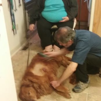 Covington Creek Veterinary Hospital - Preparing Lanee by shaving hair for surgery. She's flat loving the attention.  I'm sitting in my motorized chair watching. Kris Morris - Veterinarians Near Me - Fort Bragg, California