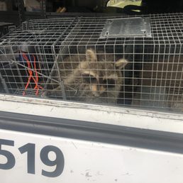 This is Edwina, the raccoon, that was barricaded in a bedroom.