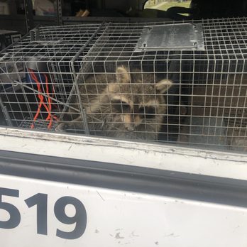 Creature Control - This is Edwina, the raccoon, that was barricaded in a bedroom. - Pest Control Near Me - Howell, Michigan