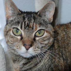Houston SPCA - Cantan