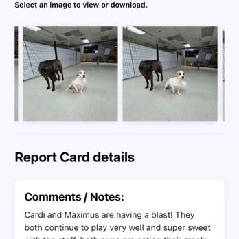 Urban Dog House - Report cards! - Pet Training Near Me - Milpitas, California Urban Dog House - Report cards! - Pet Training Near Me - Milpitas, California