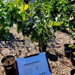 SummerWinds Nursery - Country Club - Last Fukushu Kumquat tree, $70.