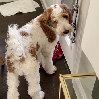 Frisco Pet Grooming & Spa - Before - Pet Groomers Near Me - Frisco, Texas