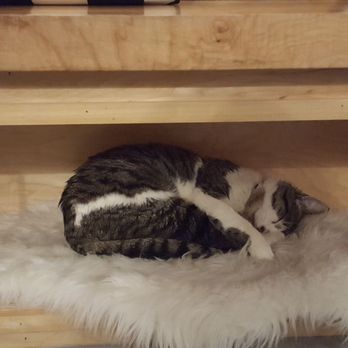 NEKO: A Cat Cafe - Cat nap - Themed Cafes Near Me - Seattle, Washington NEKO: A Cat Cafe - Cat nap - Themed Cafes Near Me - Seattle, Washington