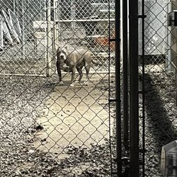 Unleashed Doggie Daycare - Crying dog in the pouring rain at unleashed dog daycare in Gibsonia