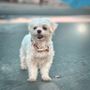 Photo of Dirty Dawg Pet Wash