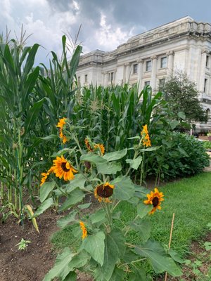The Farm Journal Foundation Voice of the Farmer Garden