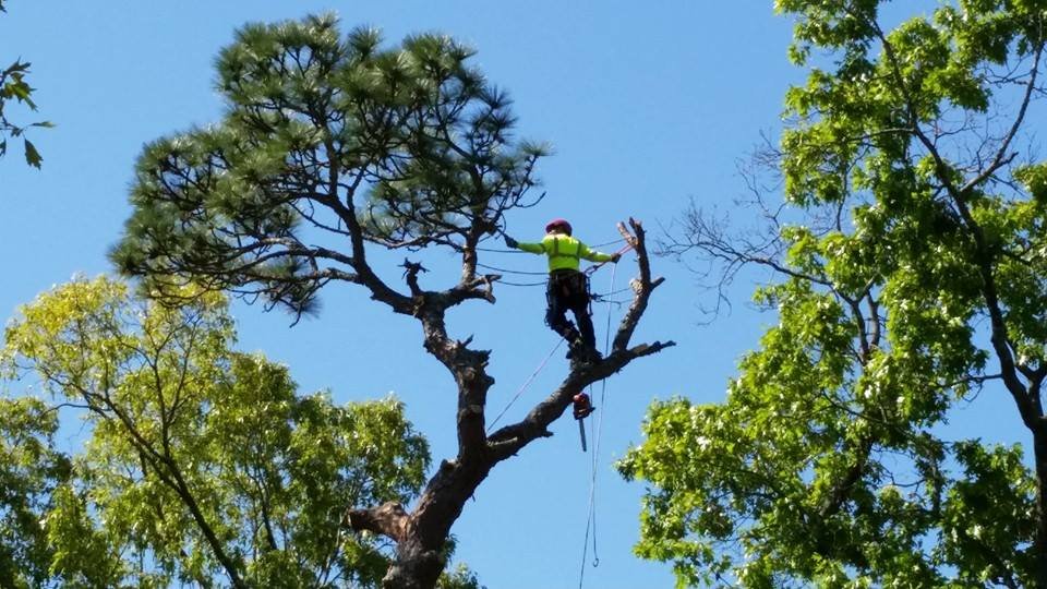 Snell Tree Experts - tree service in Fuquay-Varina, NC