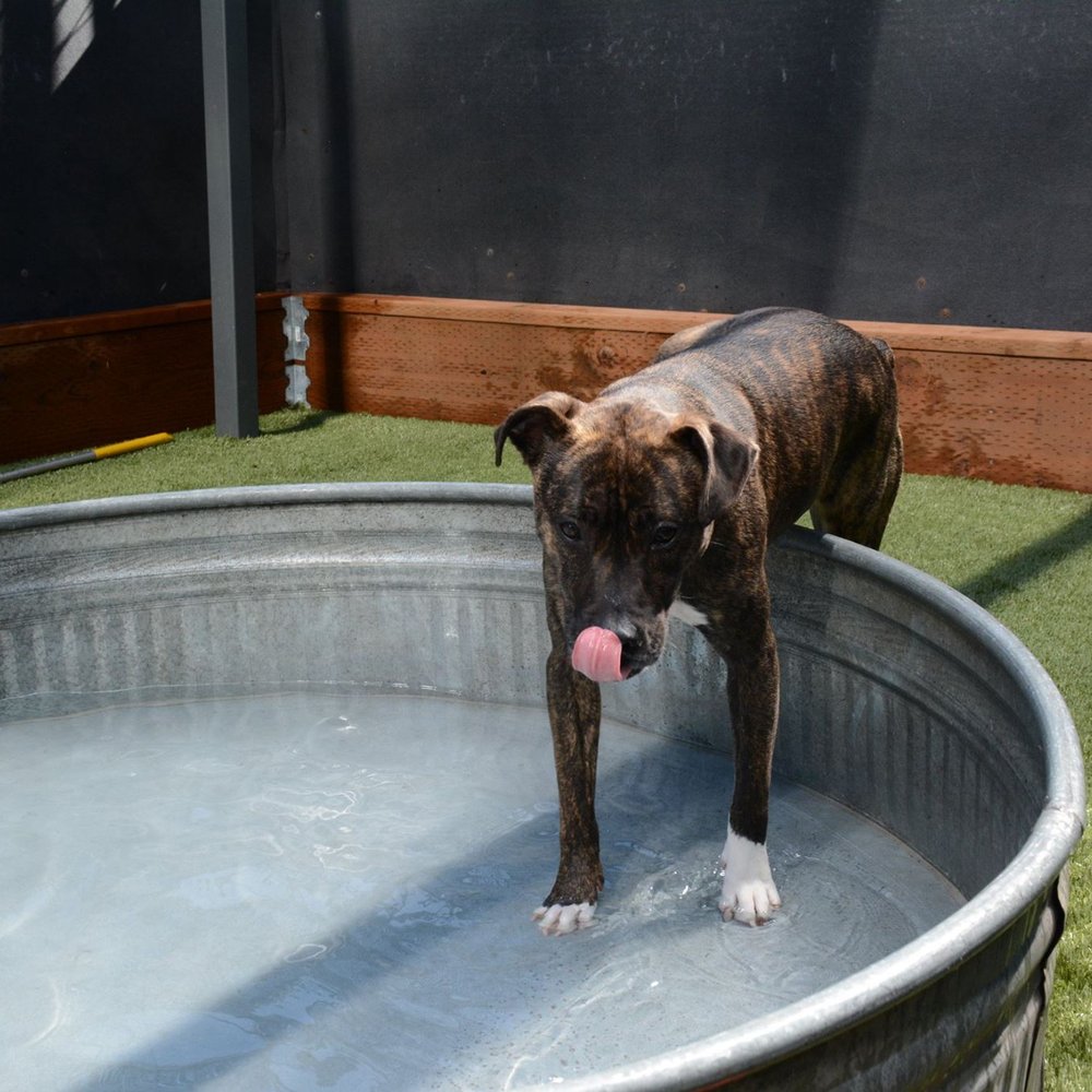 Stealing from Bowwow Facebook! Vanna having fun in kiddie pool during warm day! Stealing from Bowwow Facebook! Vanna having fun in kiddie pool during warm day!