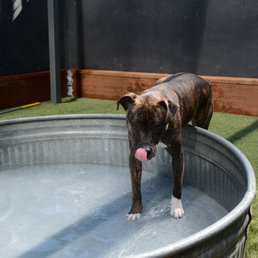 Stealing from Bowwow Facebook! Vanna having fun in kiddie pool during warm day! Stealing from Bowwow Facebook! Vanna having fun in kiddie pool during warm day!