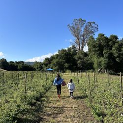 Berry Island Farms