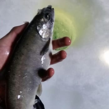 Big Ed's Fishing Ventures - Fishing Near Me - Dillon, Colorado Big Ed's Fishing Ventures - Fishing Near Me - Dillon, Colorado