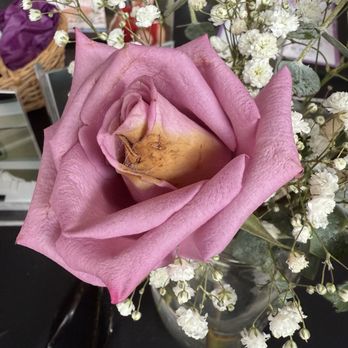 Joshuas Flowers 4 Less - Moldy roses - Florists Near Me - La Palma, California Joshuas Flowers 4 Less - Moldy roses - Florists Near Me - La Palma, California