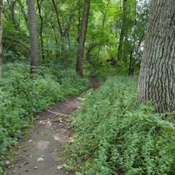 Tekakwitha Woods Forest Preserve - Dirt path along the Fox River