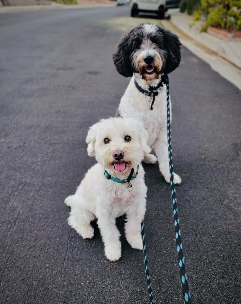 Fetch! Pet Care of Greenville - pet boarding facility in Greer, SC
