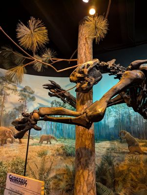 North Carolina Museum of Natural Sciences by null